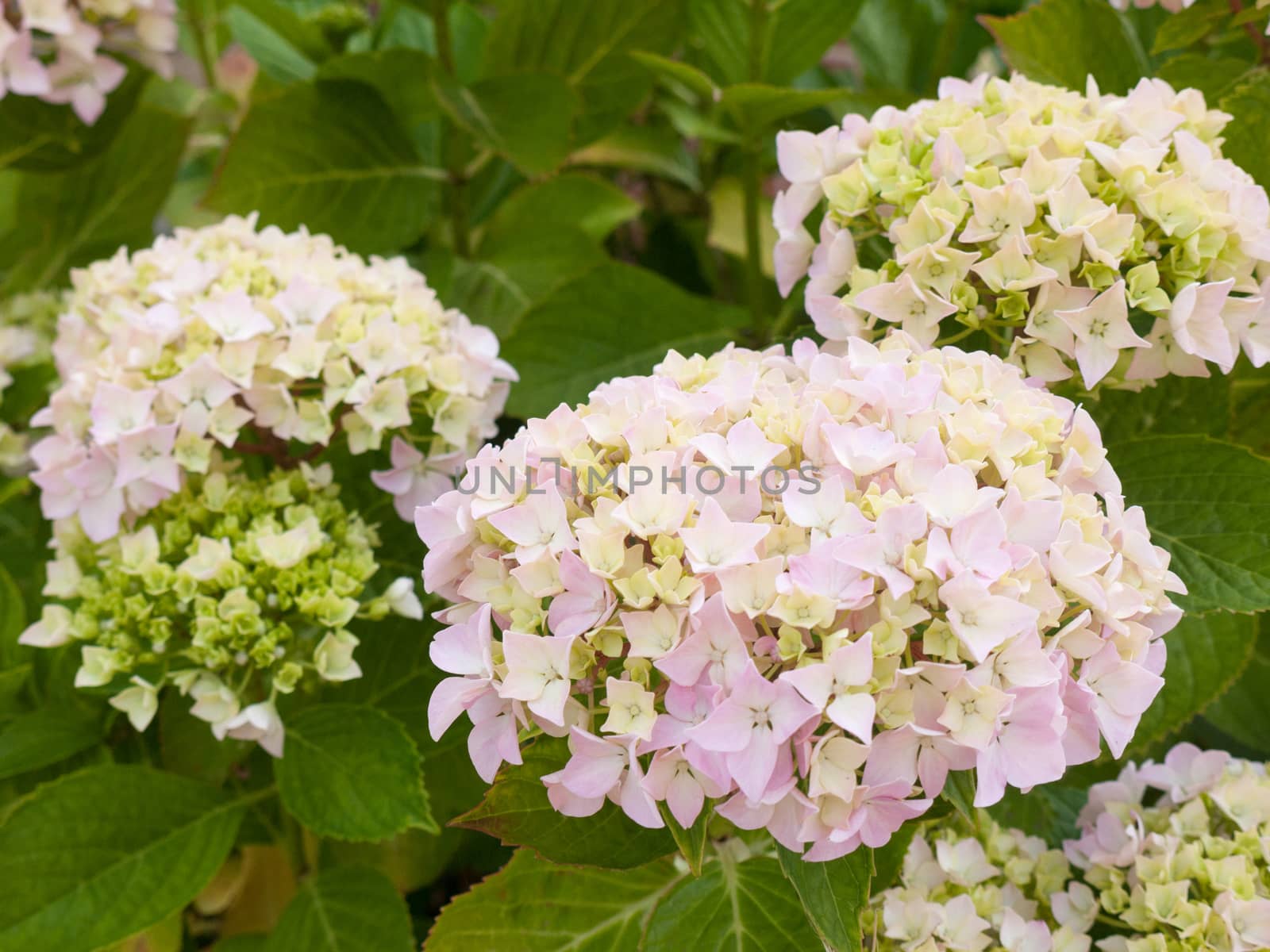 beautiful front garden flower budding in the summer