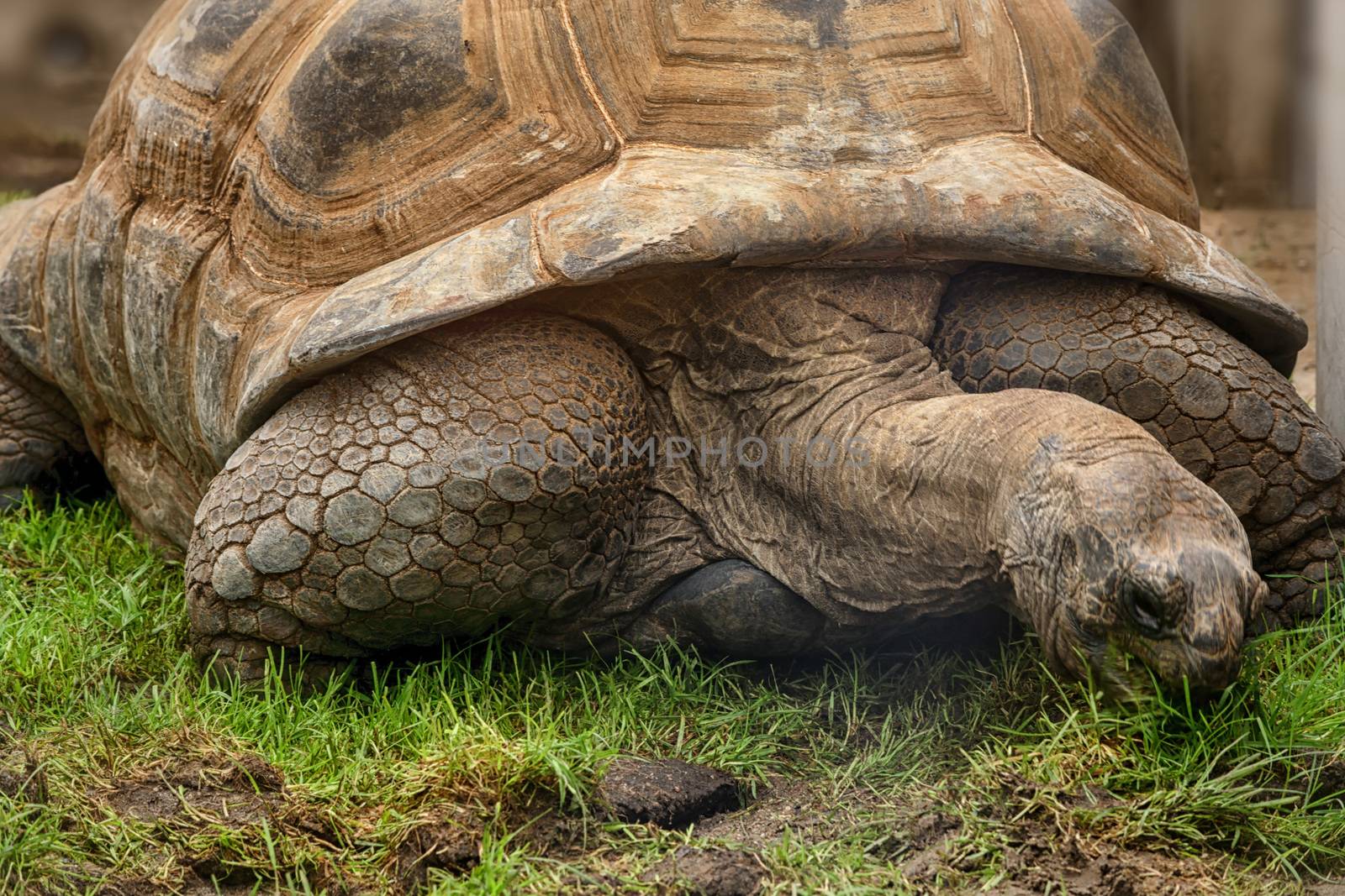 Giant turtle on the Seychelles in the Indian Ocean.