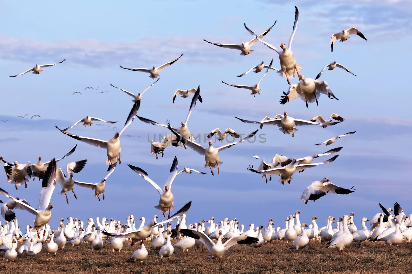 Thousands of migrating Snow Geese ( Chen caerulescens ) fly from a field in Lancaster County, Pennsylvania, USA.