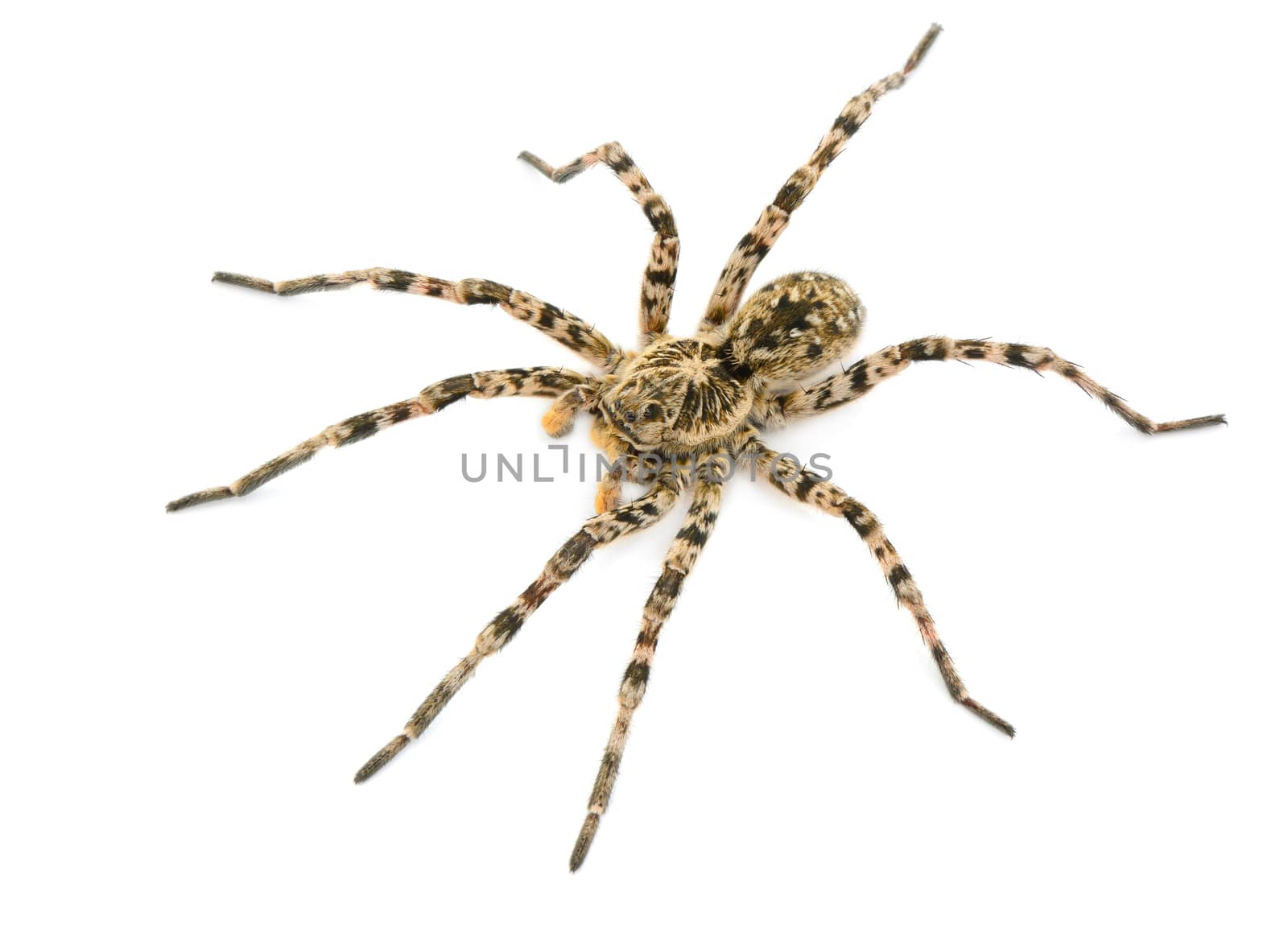 tarantulas spider isolated on white background