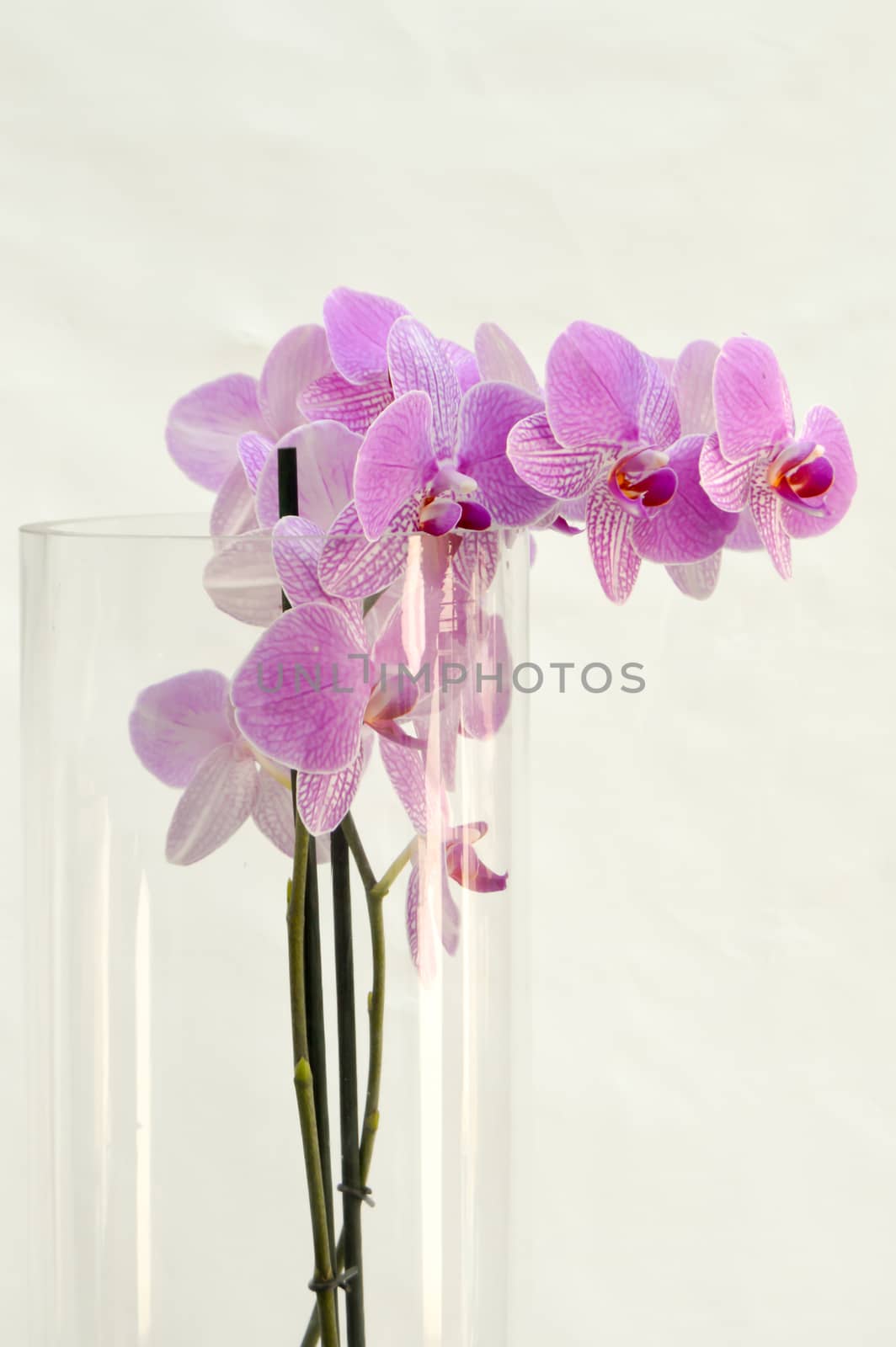 Pink orchid in a cylindrical vase on a white background