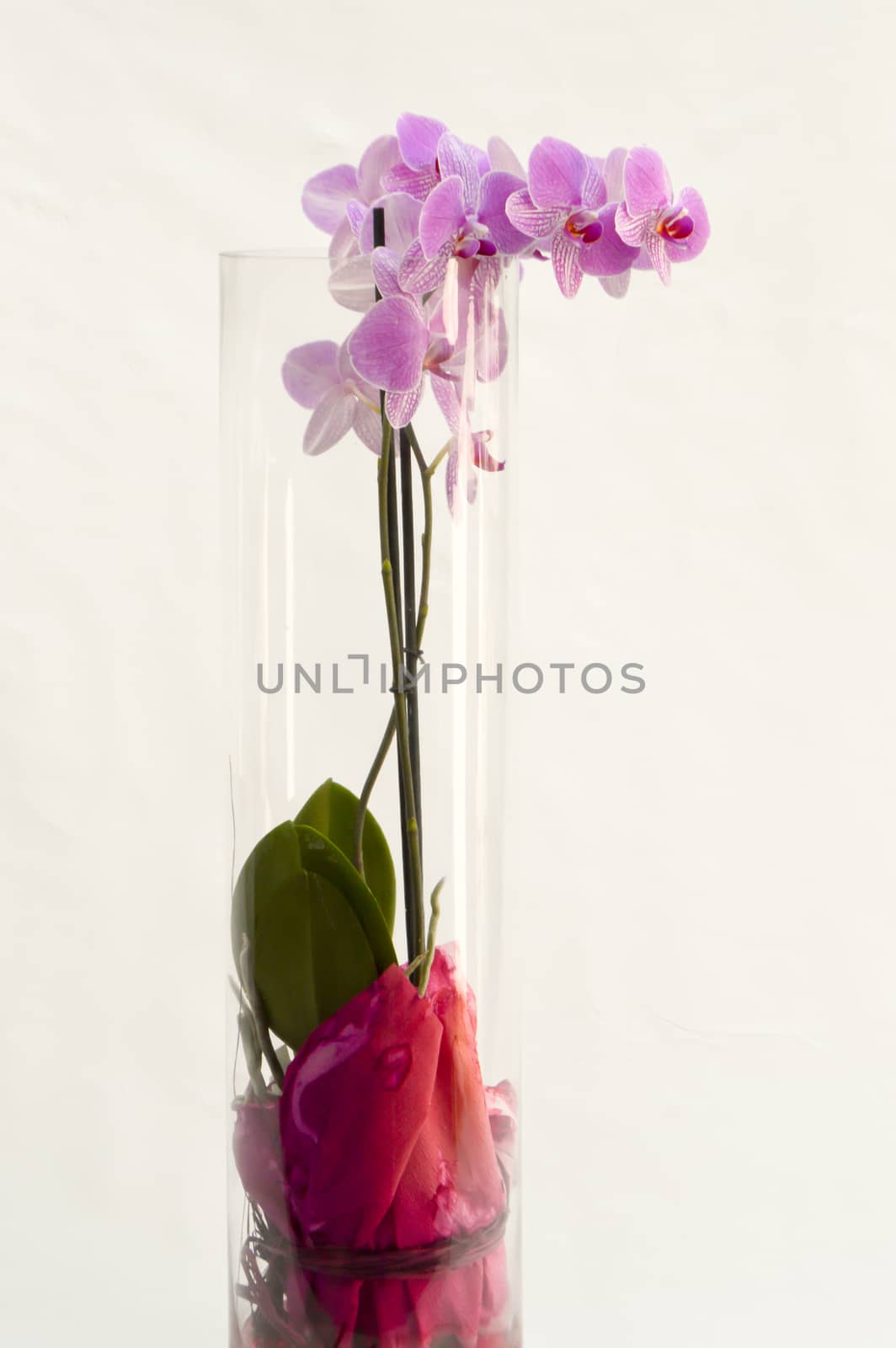 Pink orchid in a cylindrical vase  by Philou1000