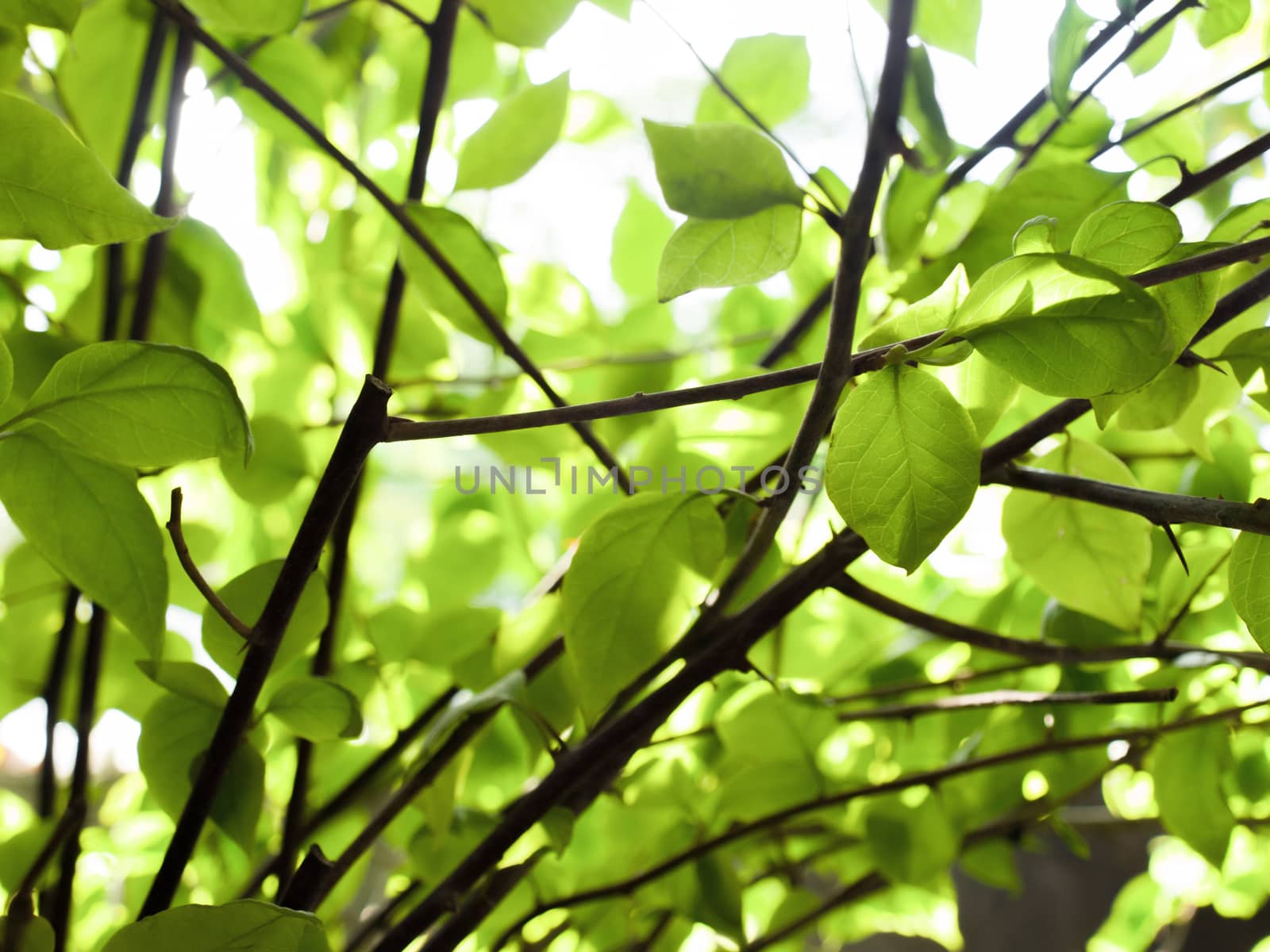COLOR PHOTO OF LEAVES UNDER SUNLIGHT, STOCK PHOTO