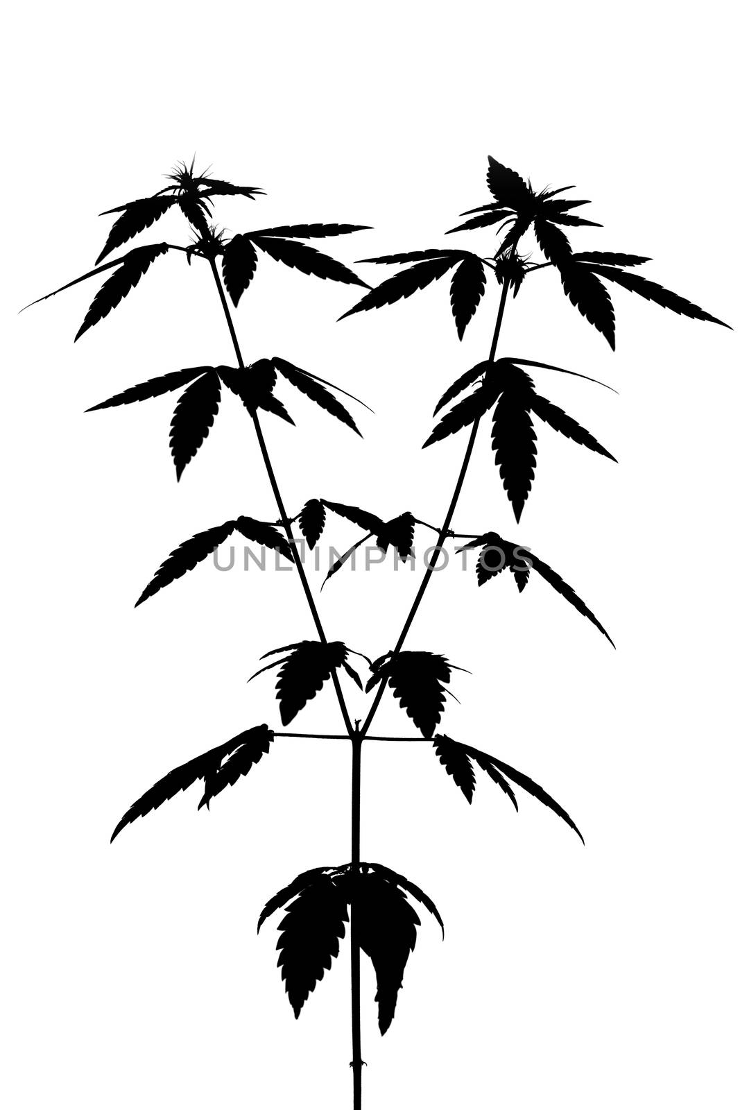 Silhouette of a female marijuana plant on white background