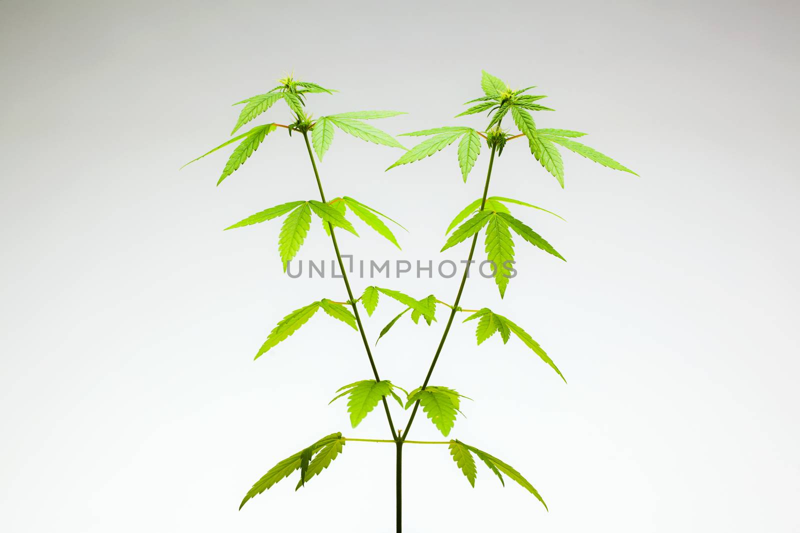 Marijuana plant on gray background, female