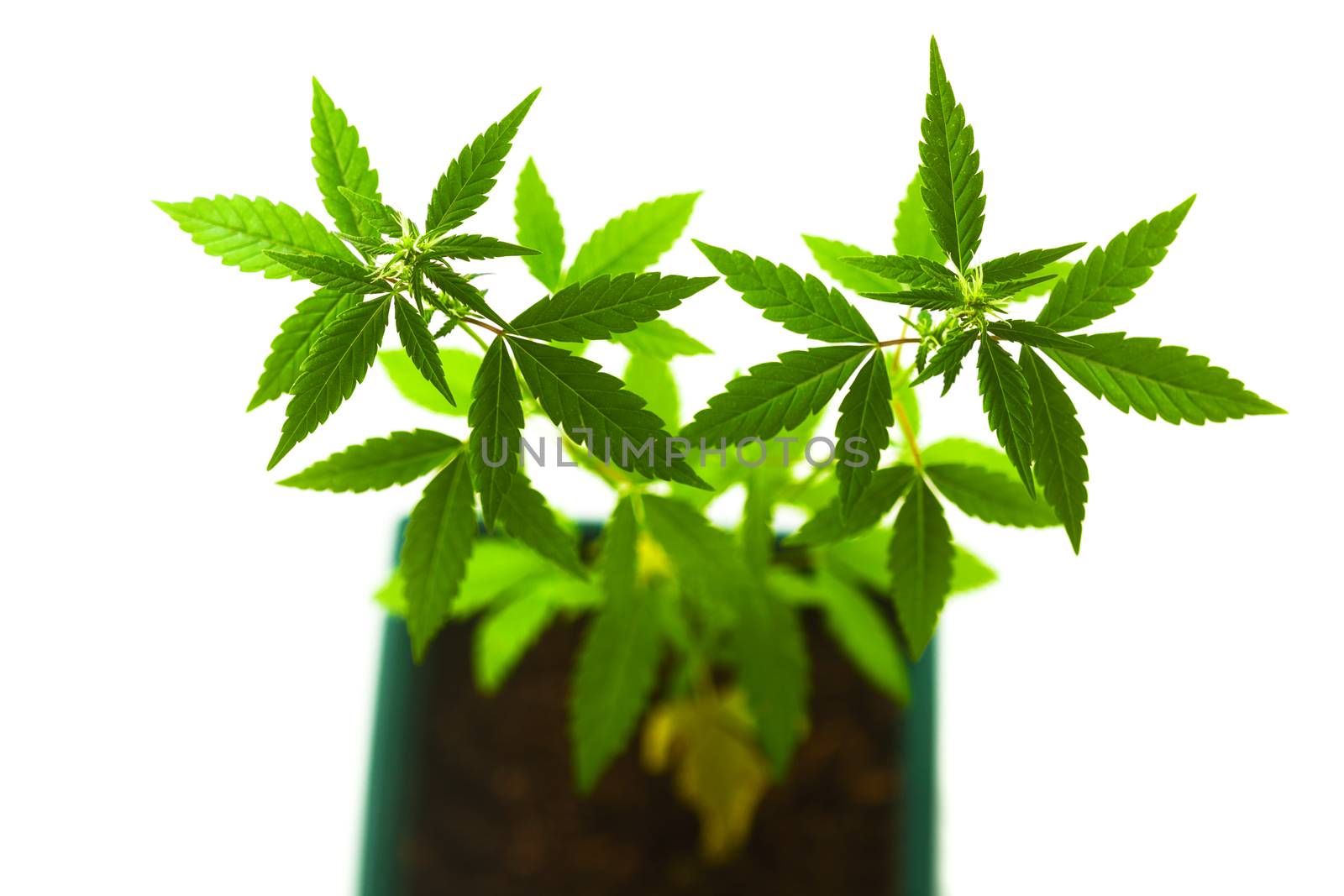 Marijuana plant. female by kokimk
