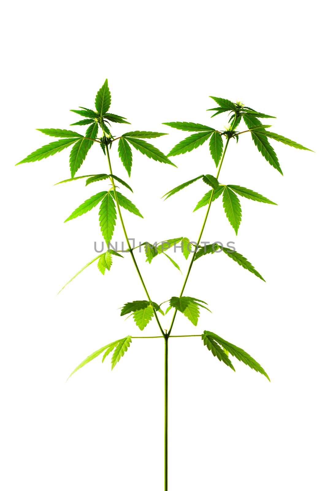 Marijuana plant. female by kokimk