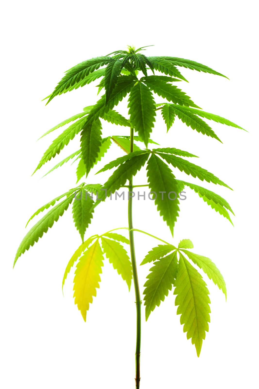Marijuana plant isolated on white background, female