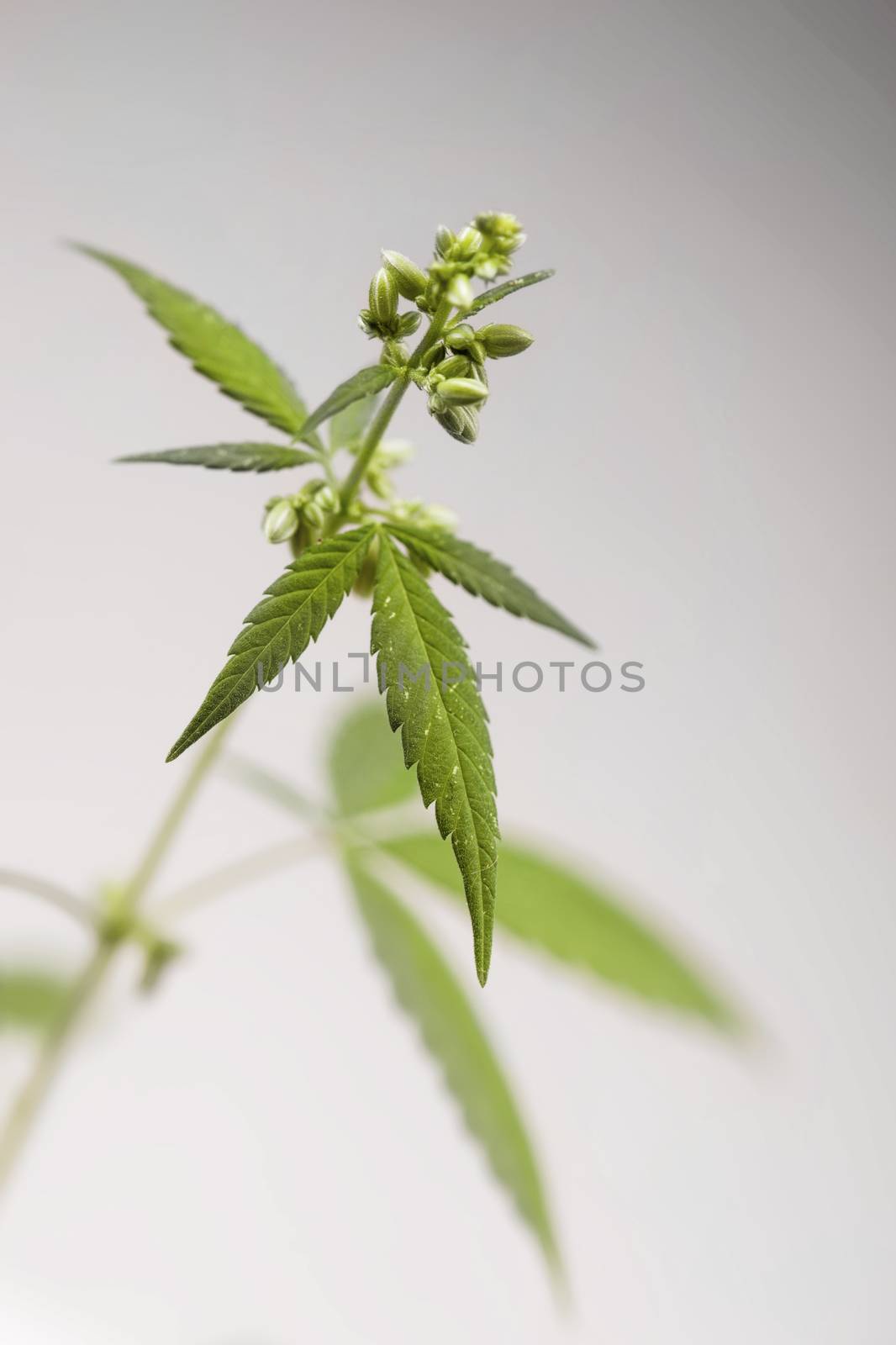 Marijuana plant. male by kokimk
