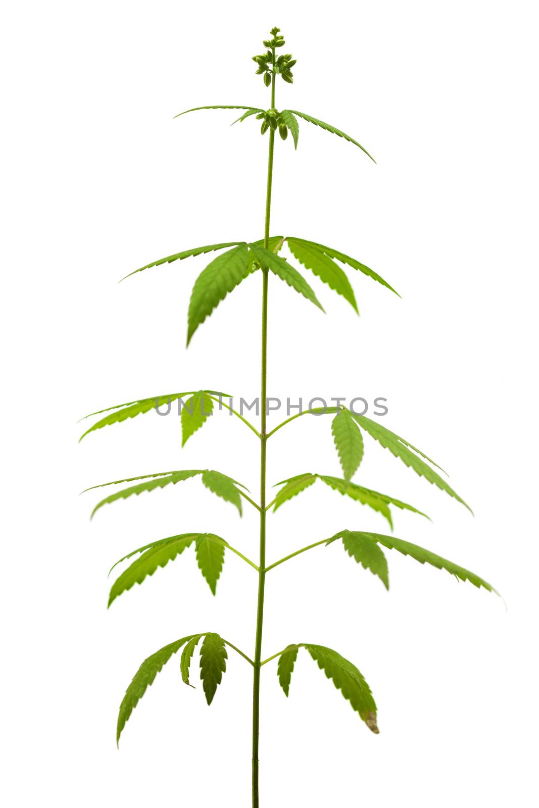 Marijuana plant isolated on white background, male