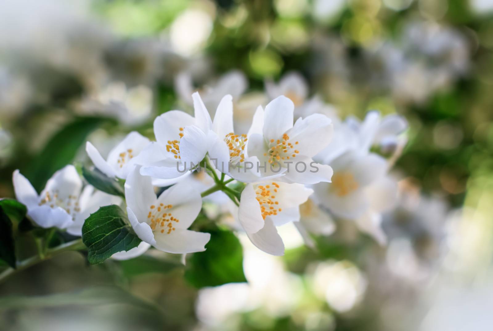 Jasmine flowers on shrub blossom by Angel_a