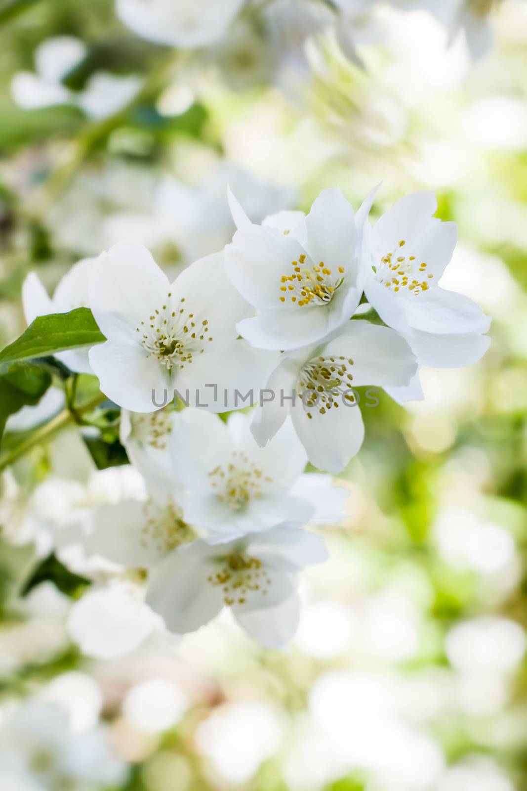 Sunlit white jasmine flowers on shrub in june