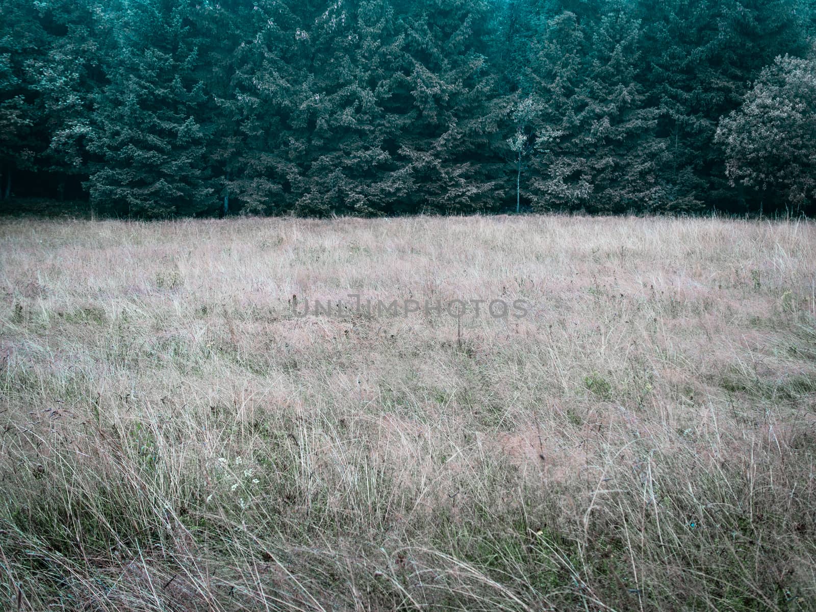 Low contrast simple forest and meadow simple nature background by weruskak