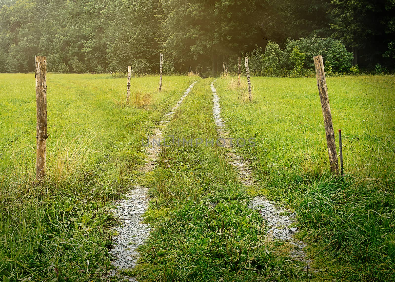 Warm and fresh beaten track through meadow with rays of ligh by weruskak