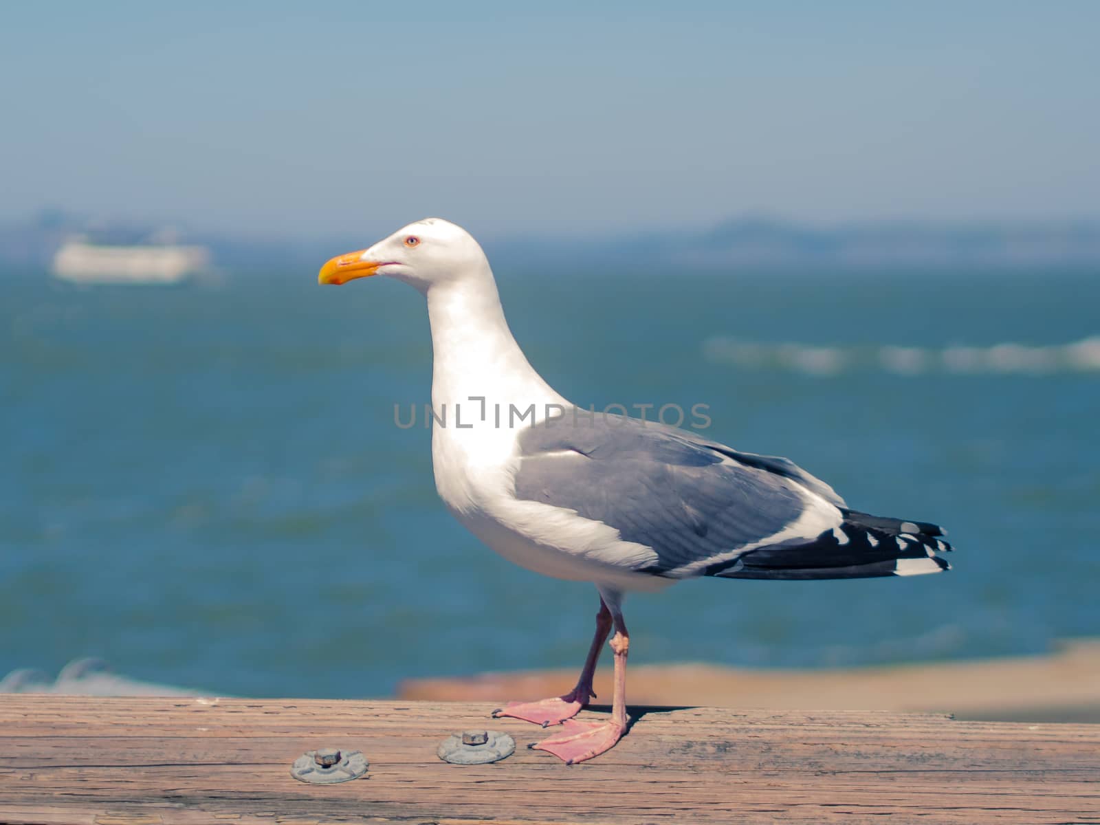 Seagull standing on the wooden rail at the harbour with blurred sea and sky in the background in warm colours