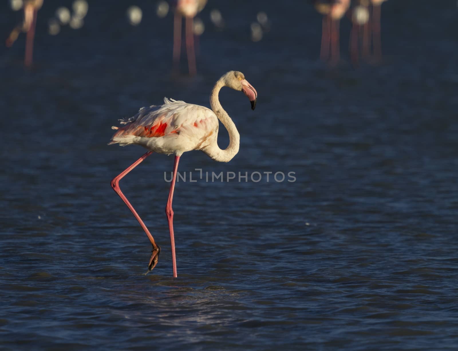 Greater flamingo, phoenicopterus roseus, standing in the blue water, Camargue, France