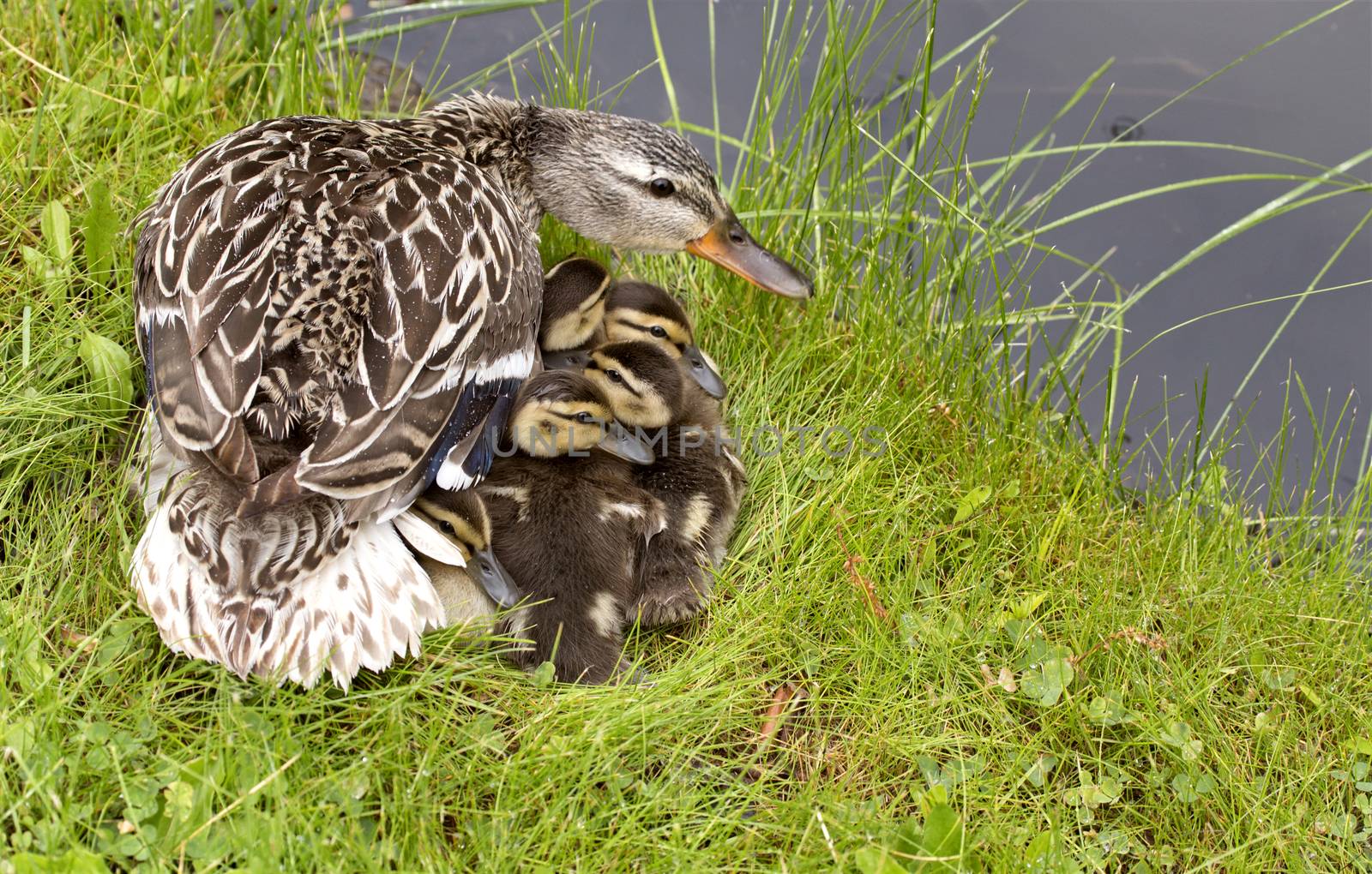 Mother Duck and Babies by pictureguy