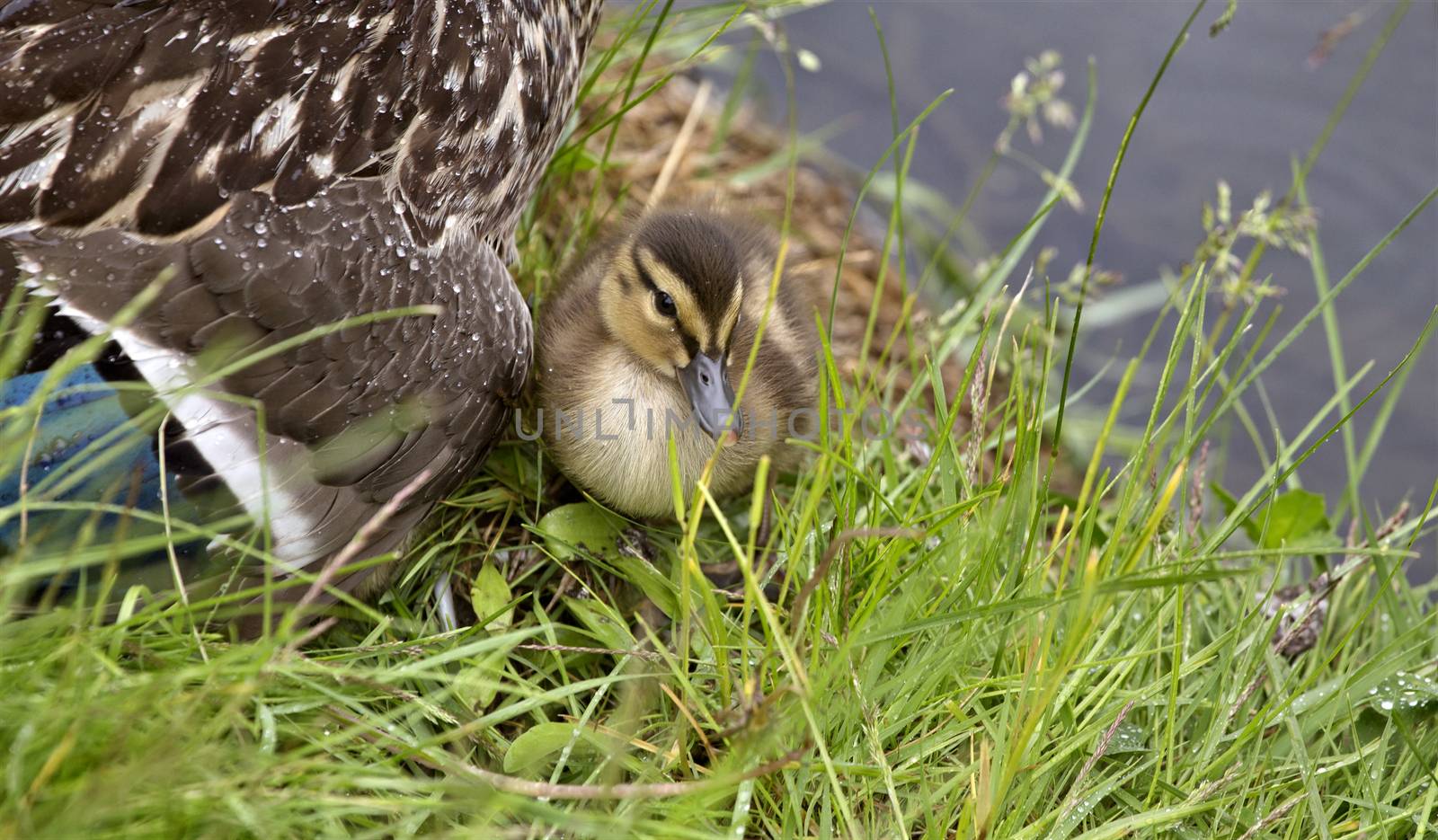 Mother Duck and Babies by pictureguy