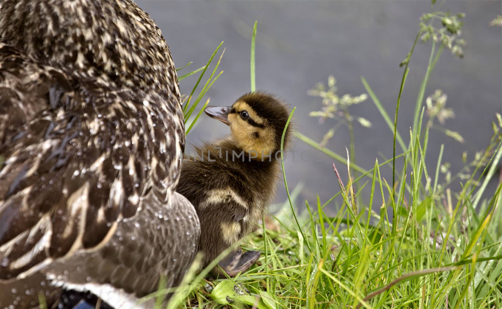 Mother Duck and Babies hidden in Saskatchewan Canada