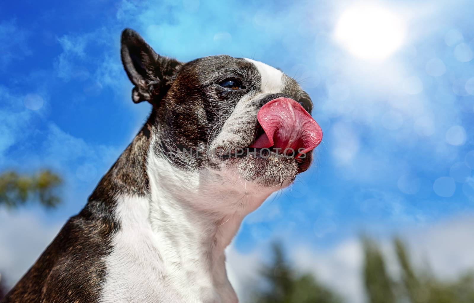 Boston Terrier Licking Chops On A Sunny Day, Color Image, Day