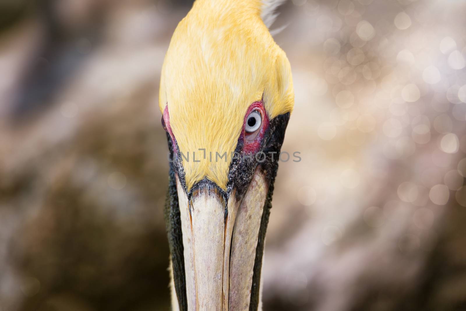 A Brown Pelican, Profile Image, Close-up Color Image