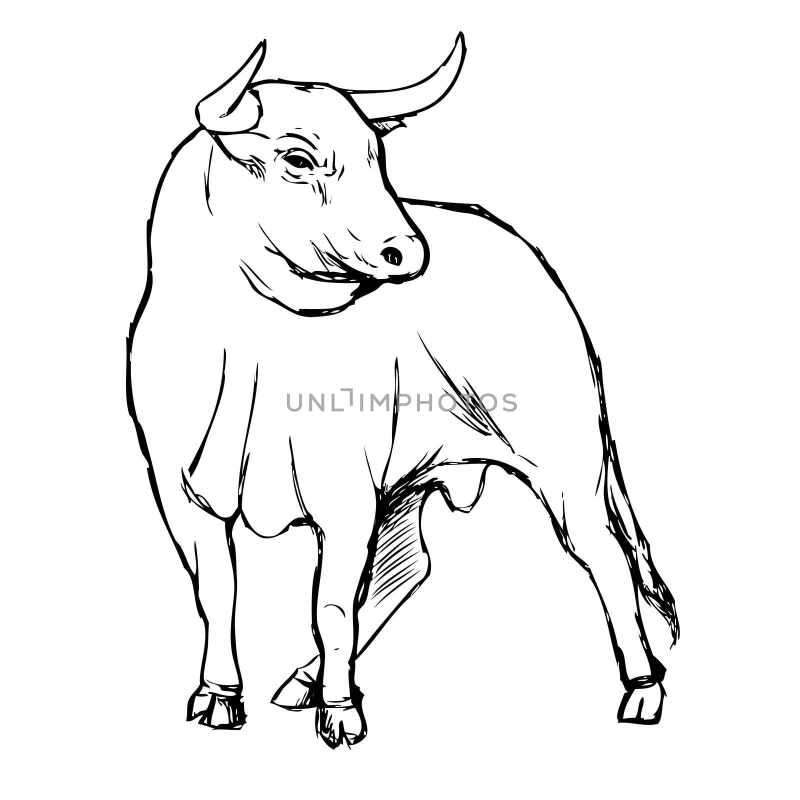 freehand sketch illustration of bull,  doodle hand drawn