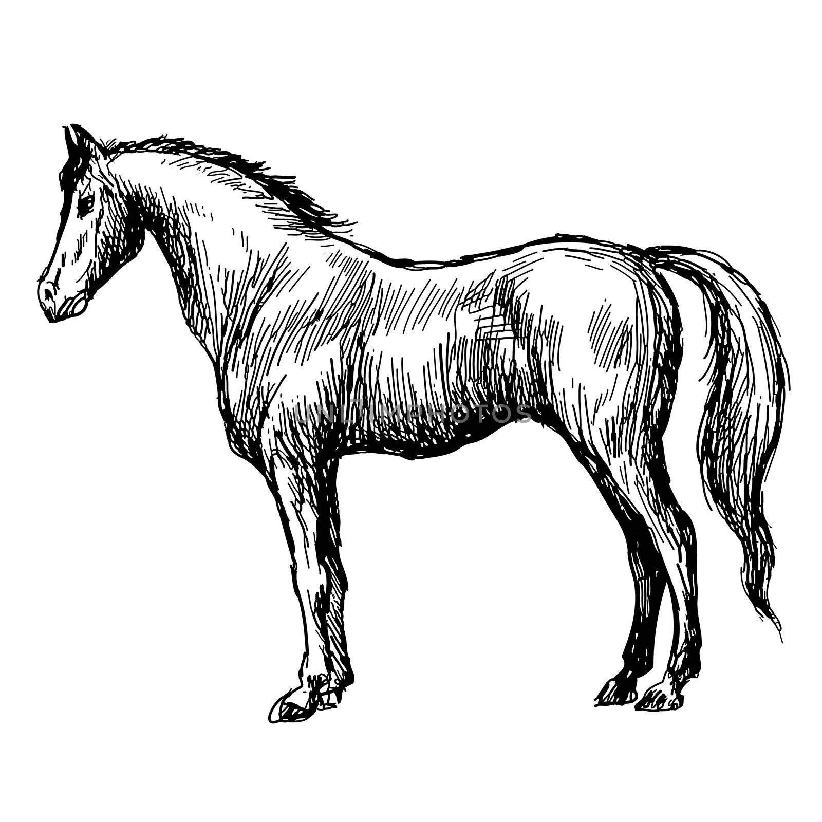freehand sketch illustration of horse, doodle hand drawn