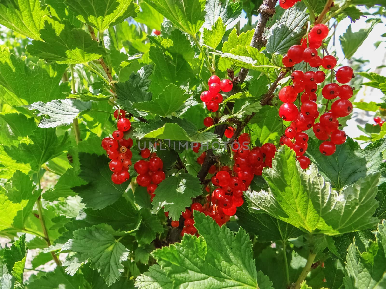 Bush of red currant berries in a garden. Sparkling in summer sun bunch ripe juicy red currant berries, hanging from branch