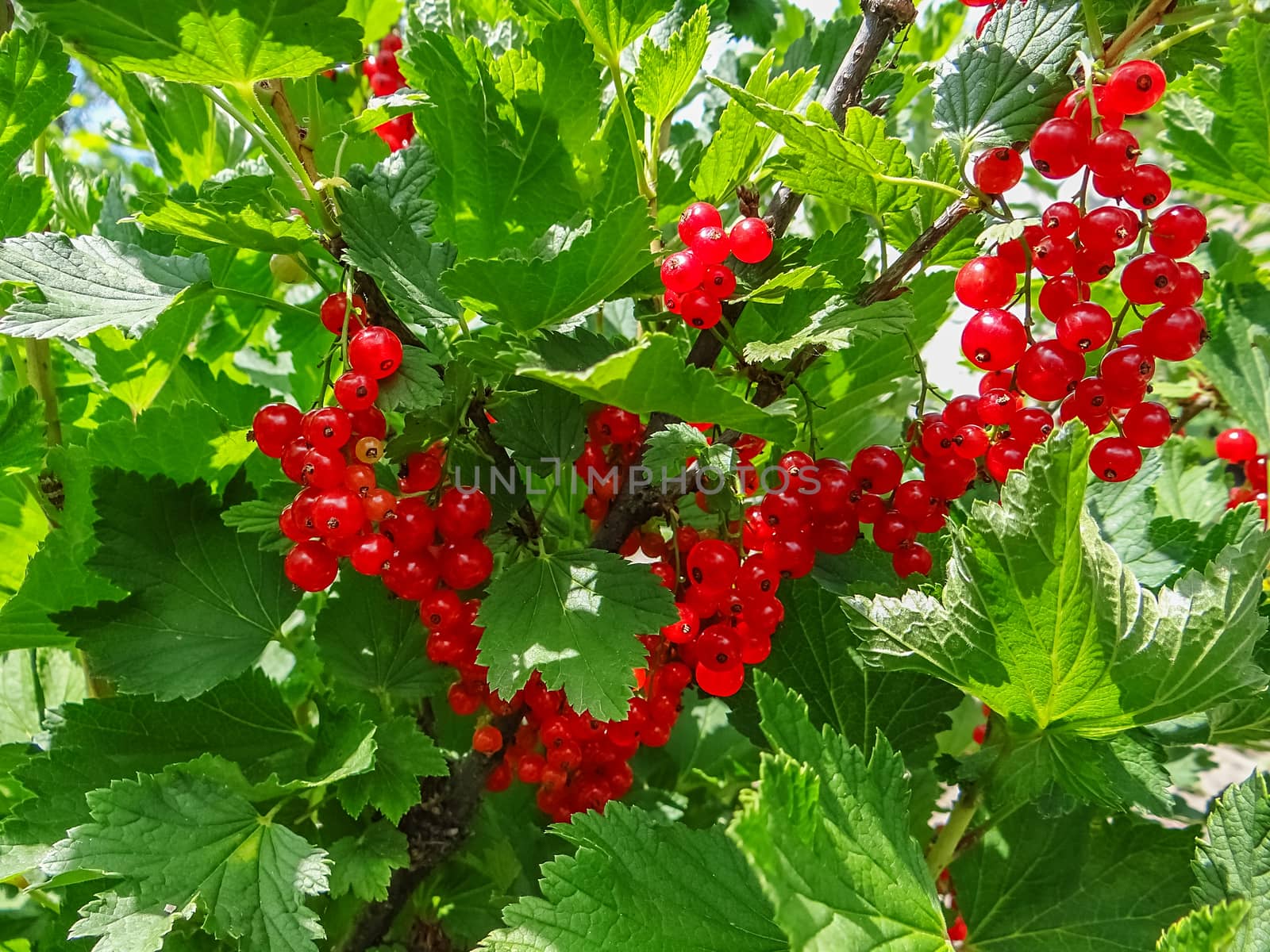 Bush of red currant berries in a garden. Sparkling in summer sun bunch ripe juicy red currant berries, hanging from branch