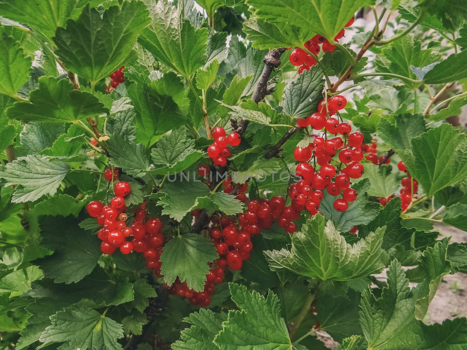 Bush of red currant berries in a garden. by natazhekova