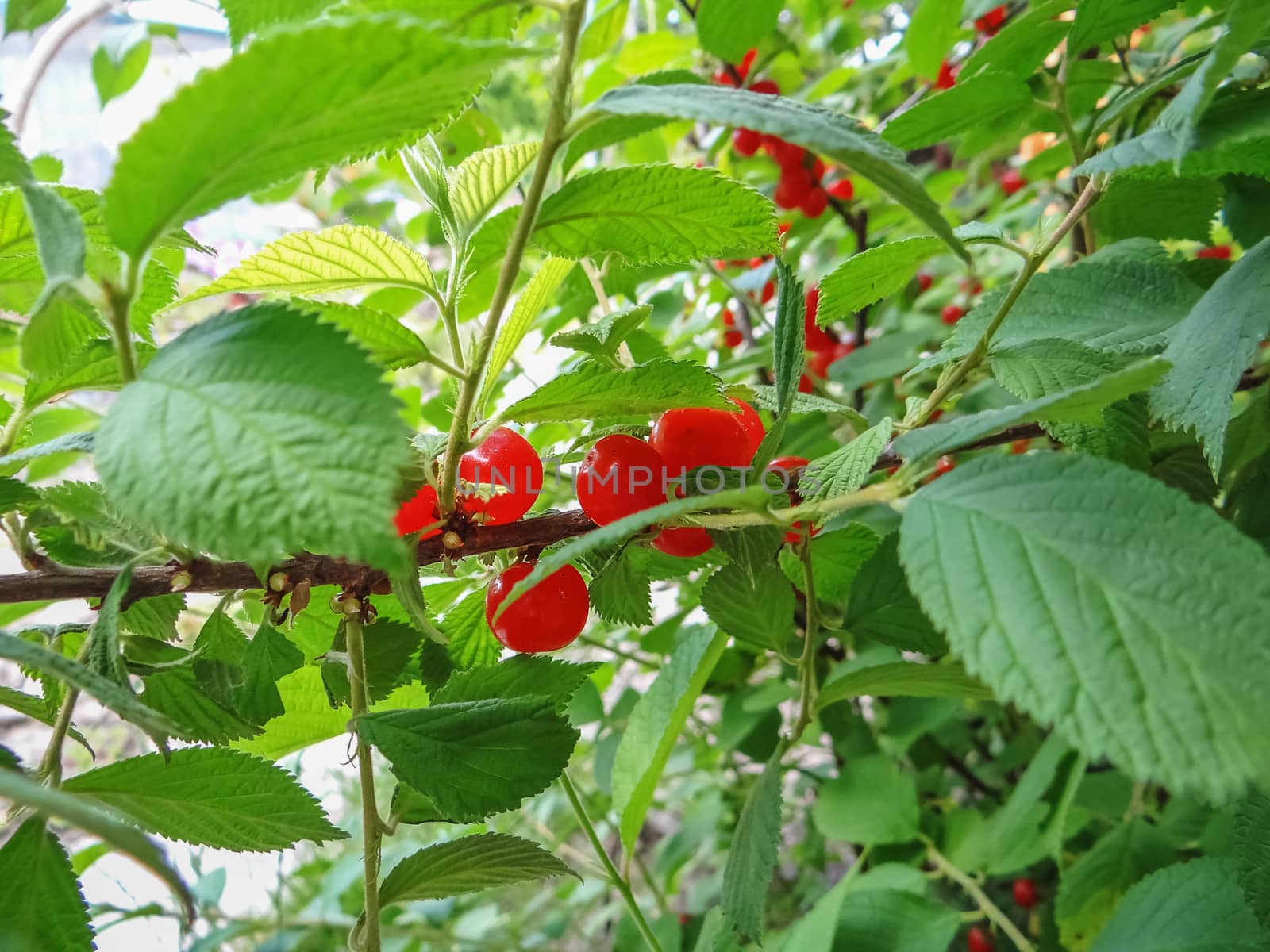 red Nanking Bush Cherry in a garden. Prunus tomentosa