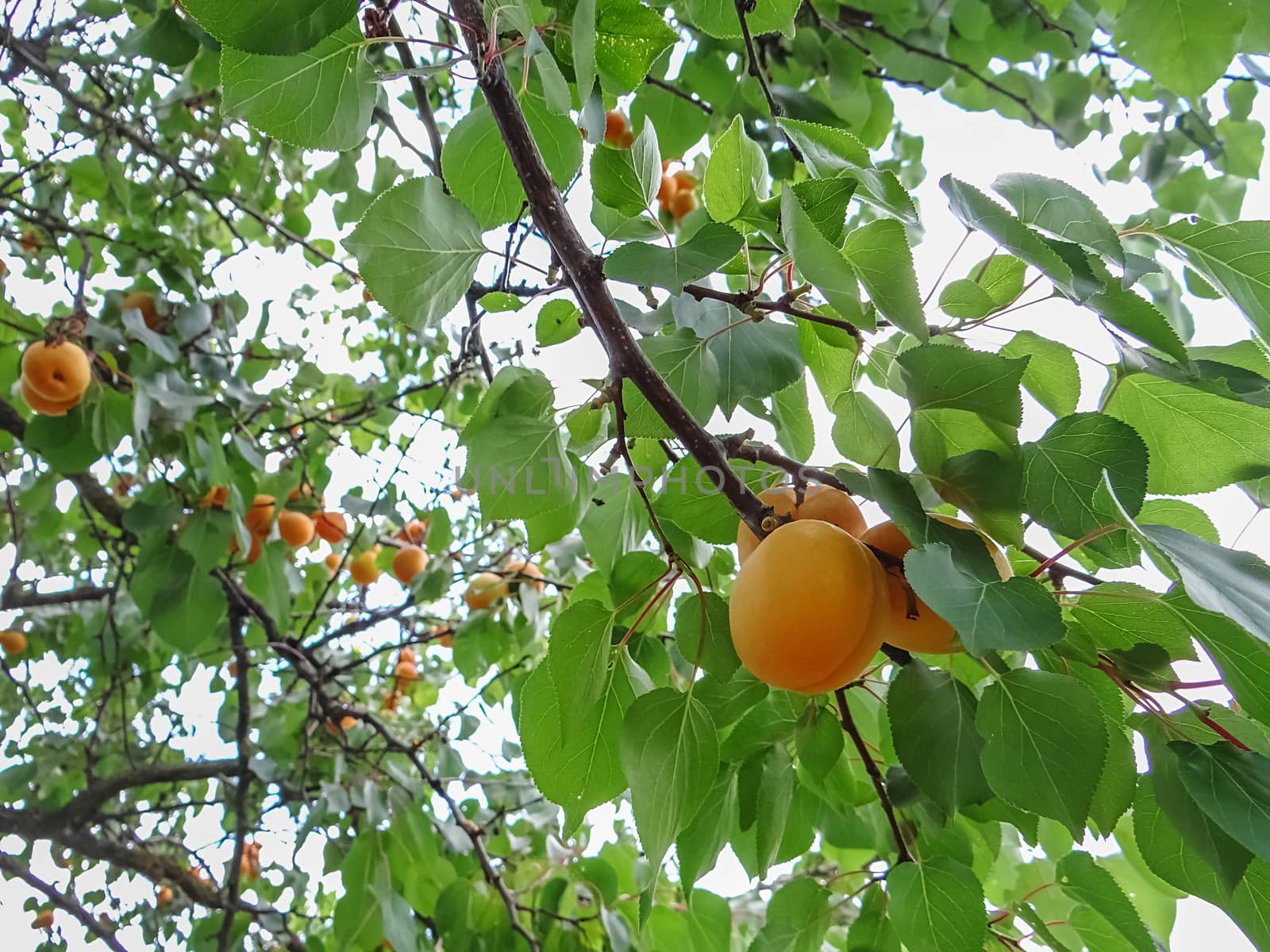 Ripe sweet apricot fruits growing on a apricot tree branch by natazhekova