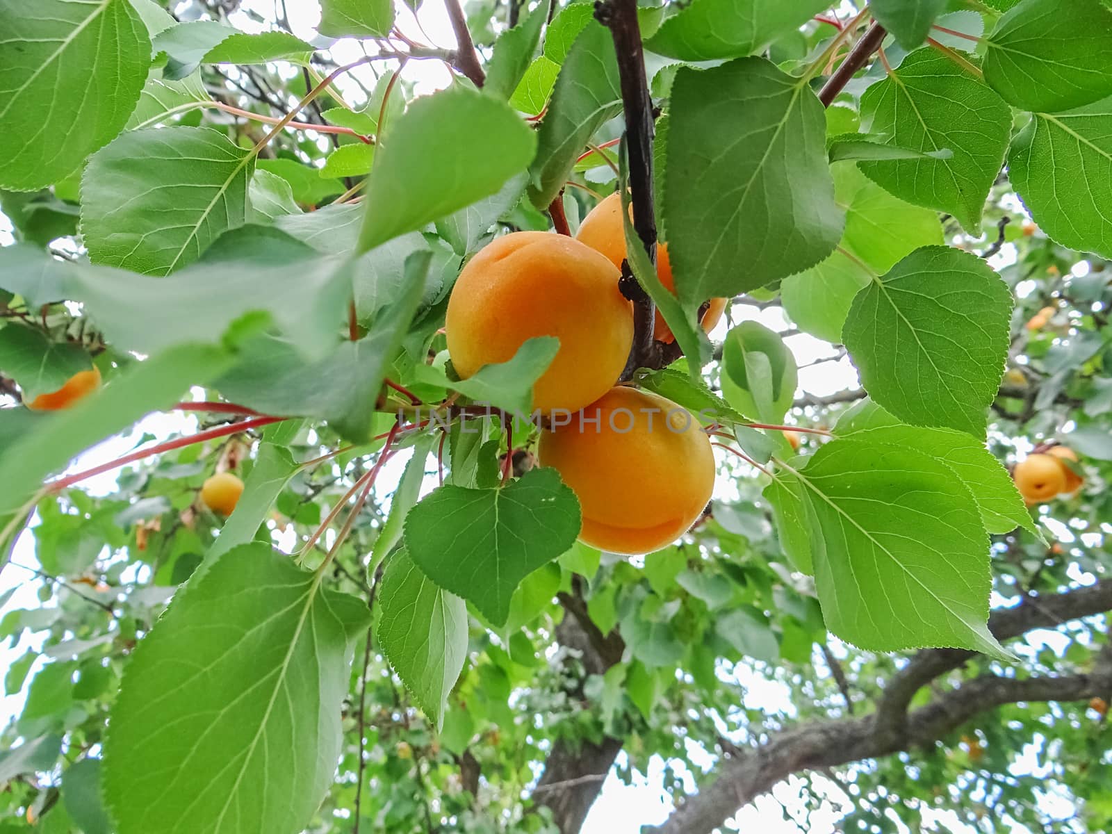 Ripe sweet apricot fruits growing on a apricot tree branch by natazhekova