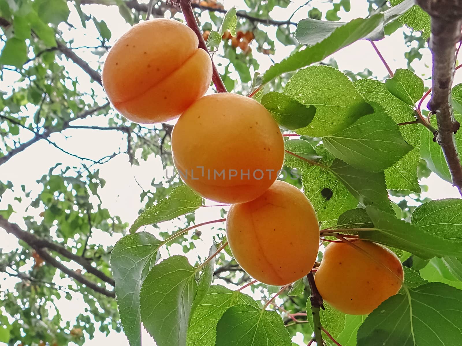 Ripe sweet apricot fruits growing on a apricot tree branch in orchard