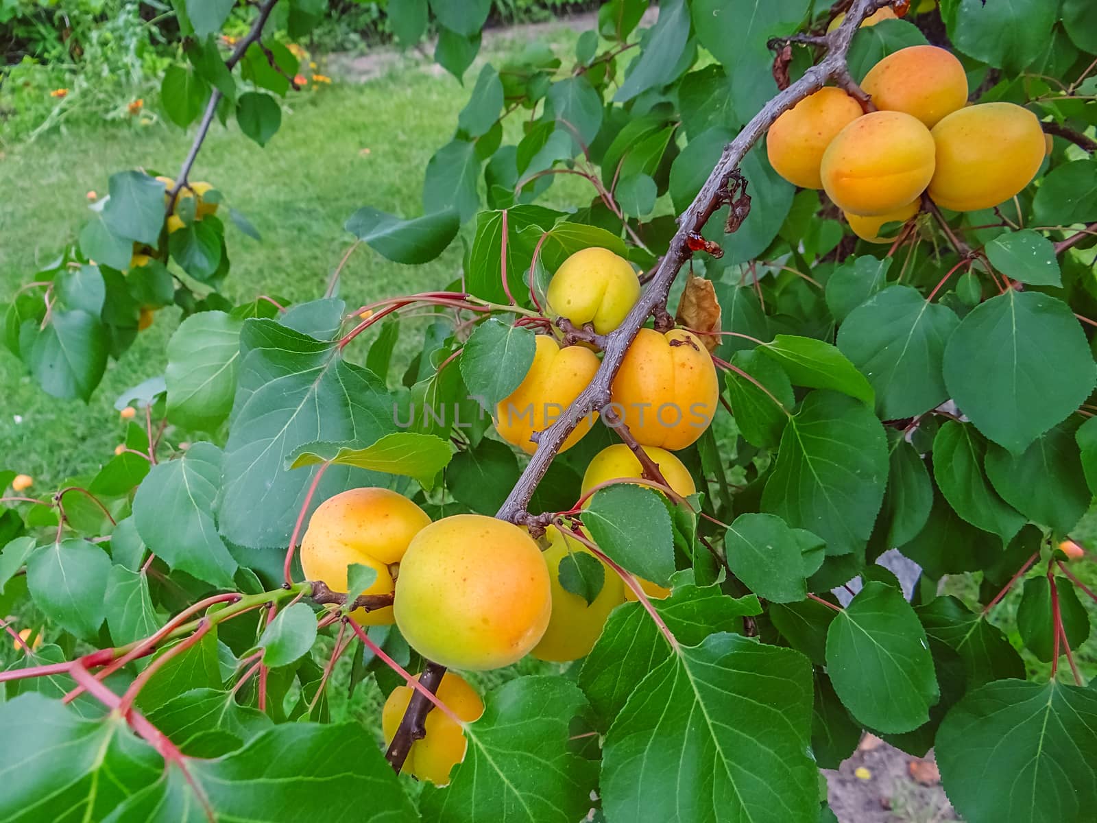 Ripe sweet apricot fruits growing on a apricot tree branch in orchard