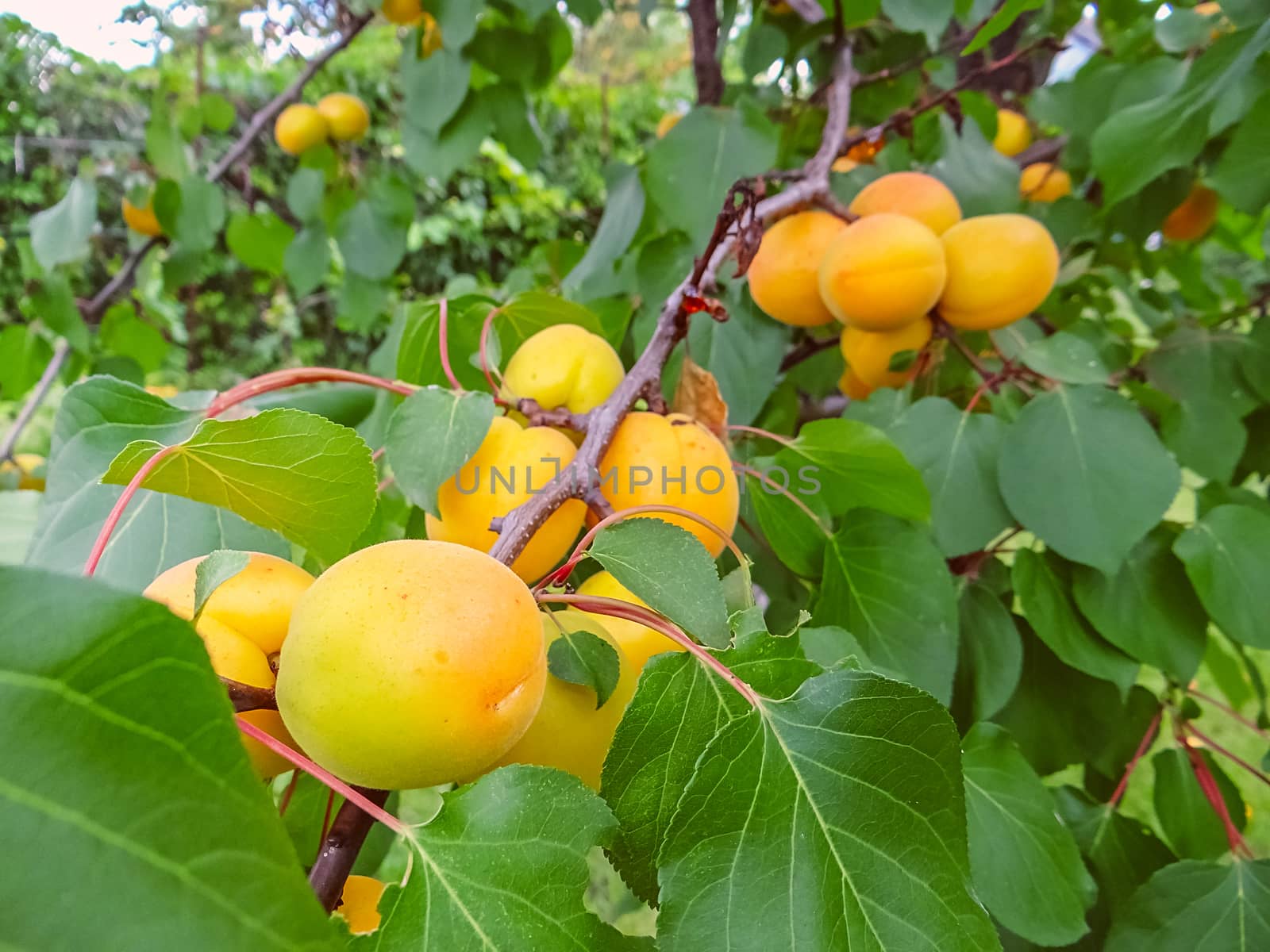 Ripe sweet apricot fruits growing on a apricot tree branch in orchard