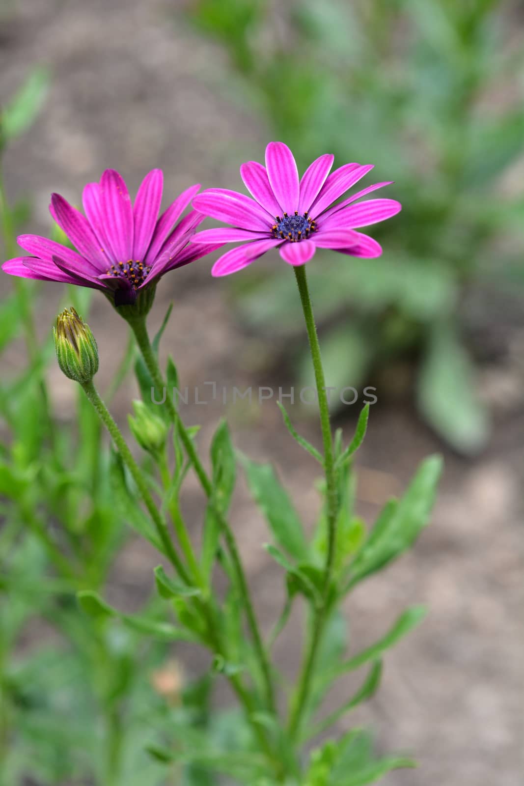 Close up of a pink South African Daisy flower - Latin name Osteospermum