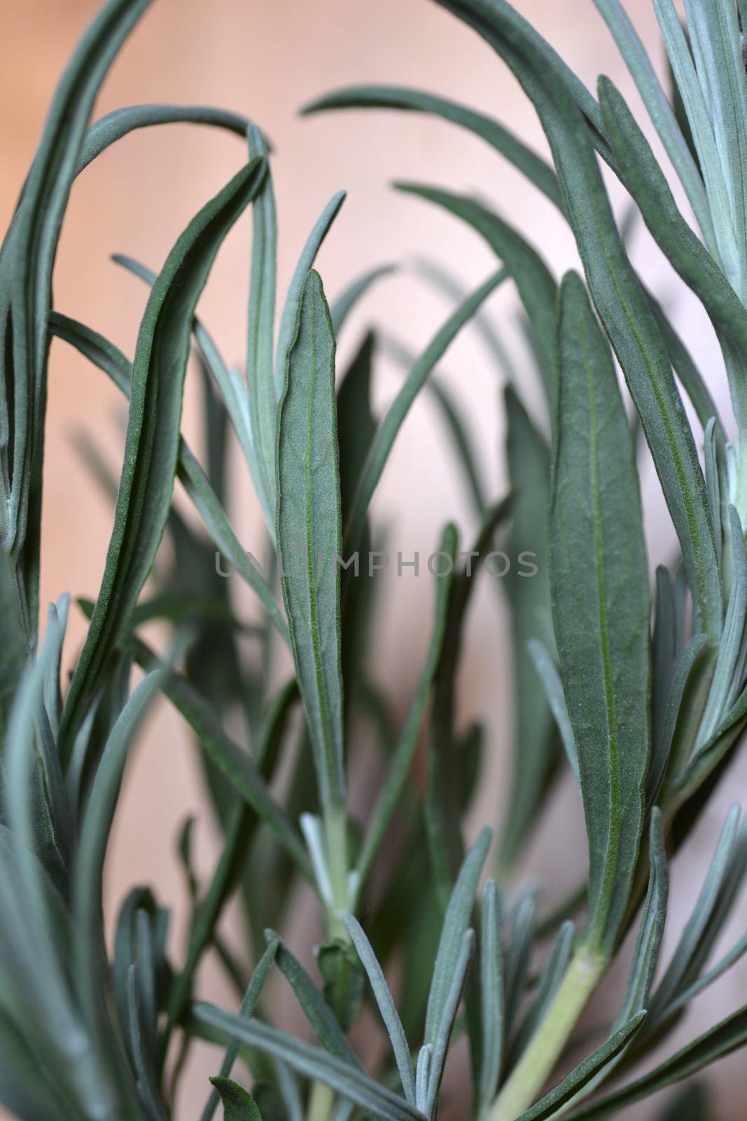 Close up of a  sage plant leaves
