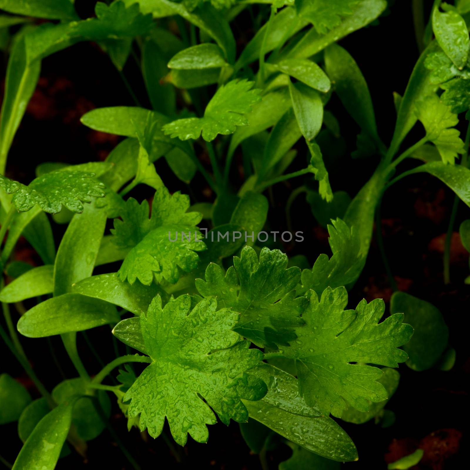 Young Leafs of Cilantro with Water Drops closeup on Blurred Greens. Focus on Foreground