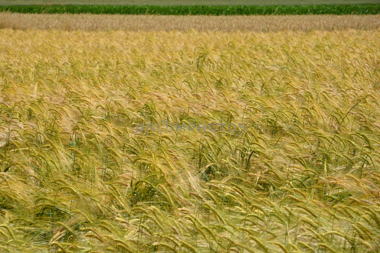 Detail of wheat field on a sunny day