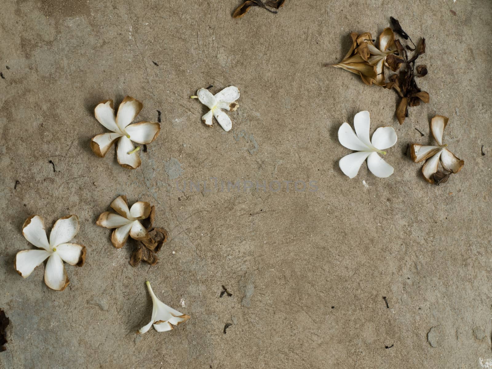 FLOWERS ON THE CONCRETE GROUND by PrettyTG