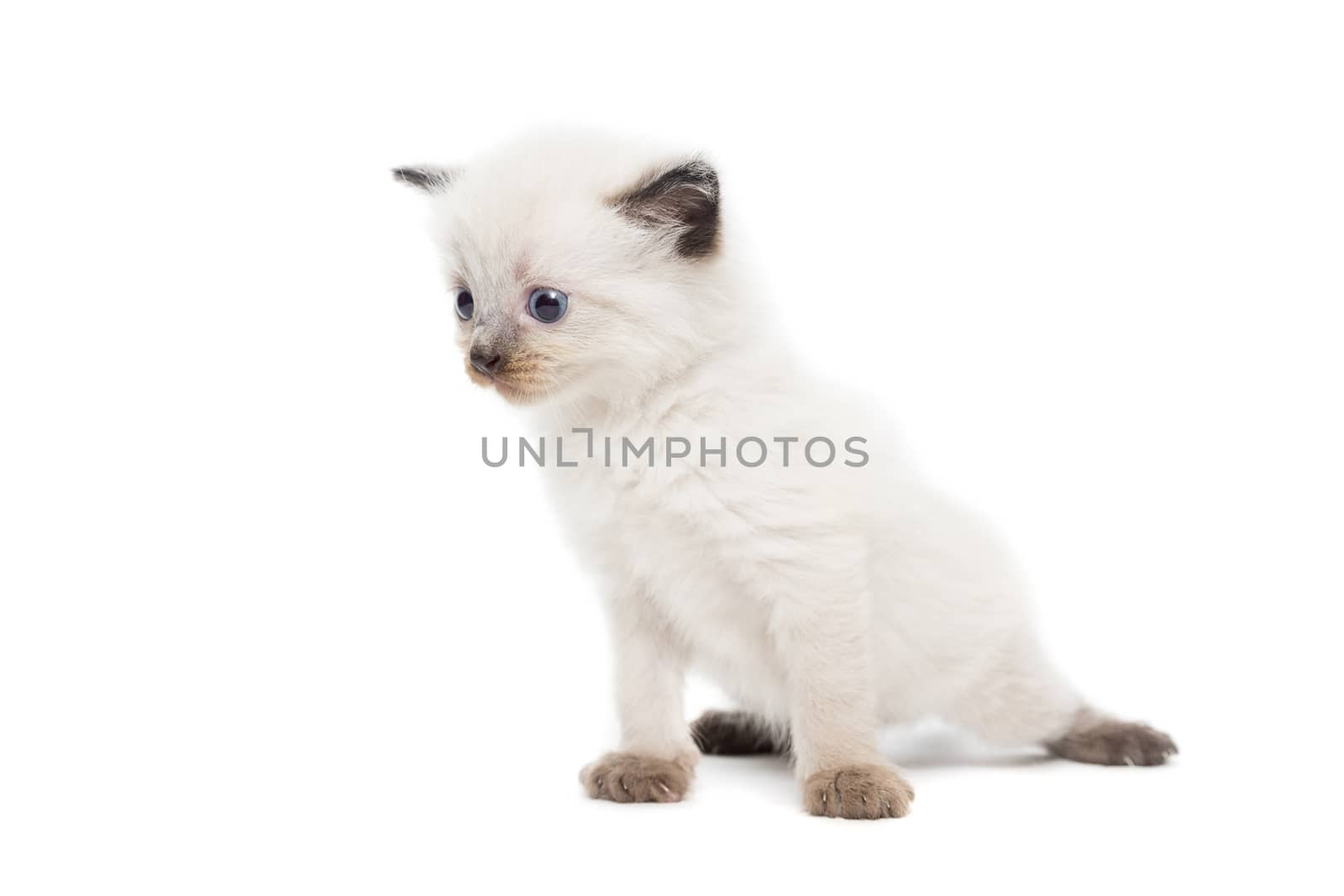 The picture shows a kitten on a white background