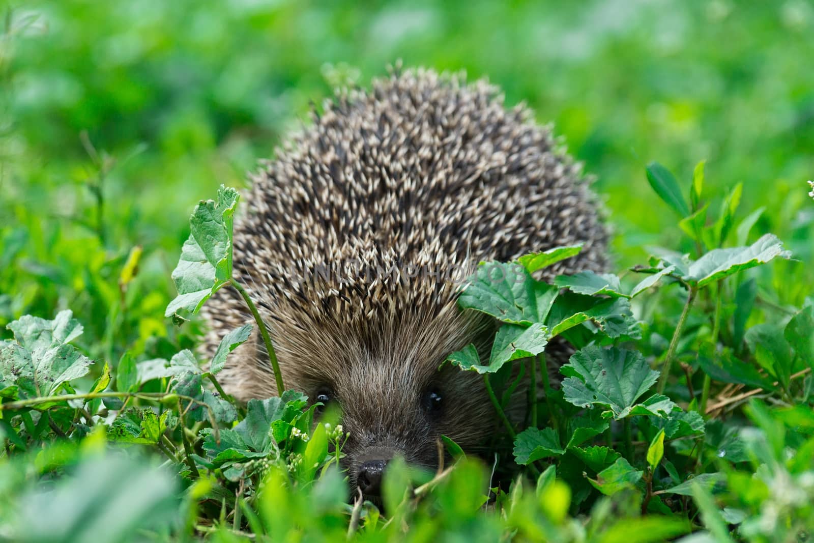 hedgehog on the grass by AlexBush