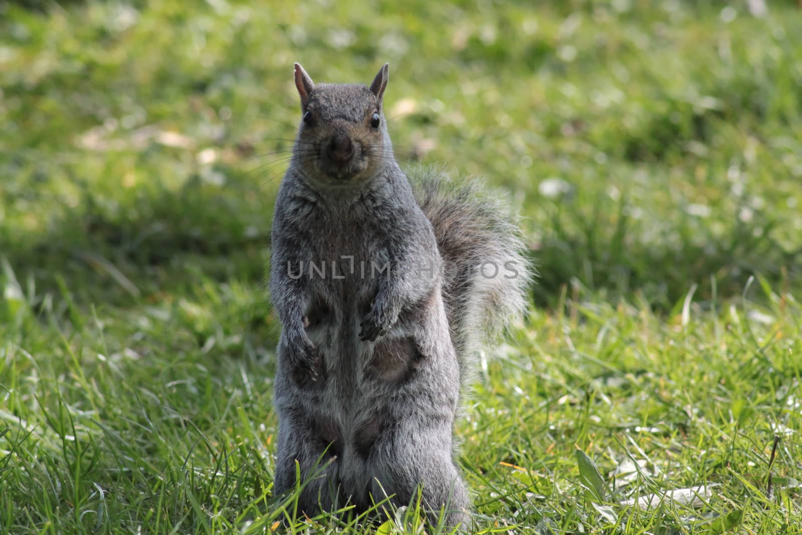 Squirrel on a meadow by Kasia_Lawrynowicz