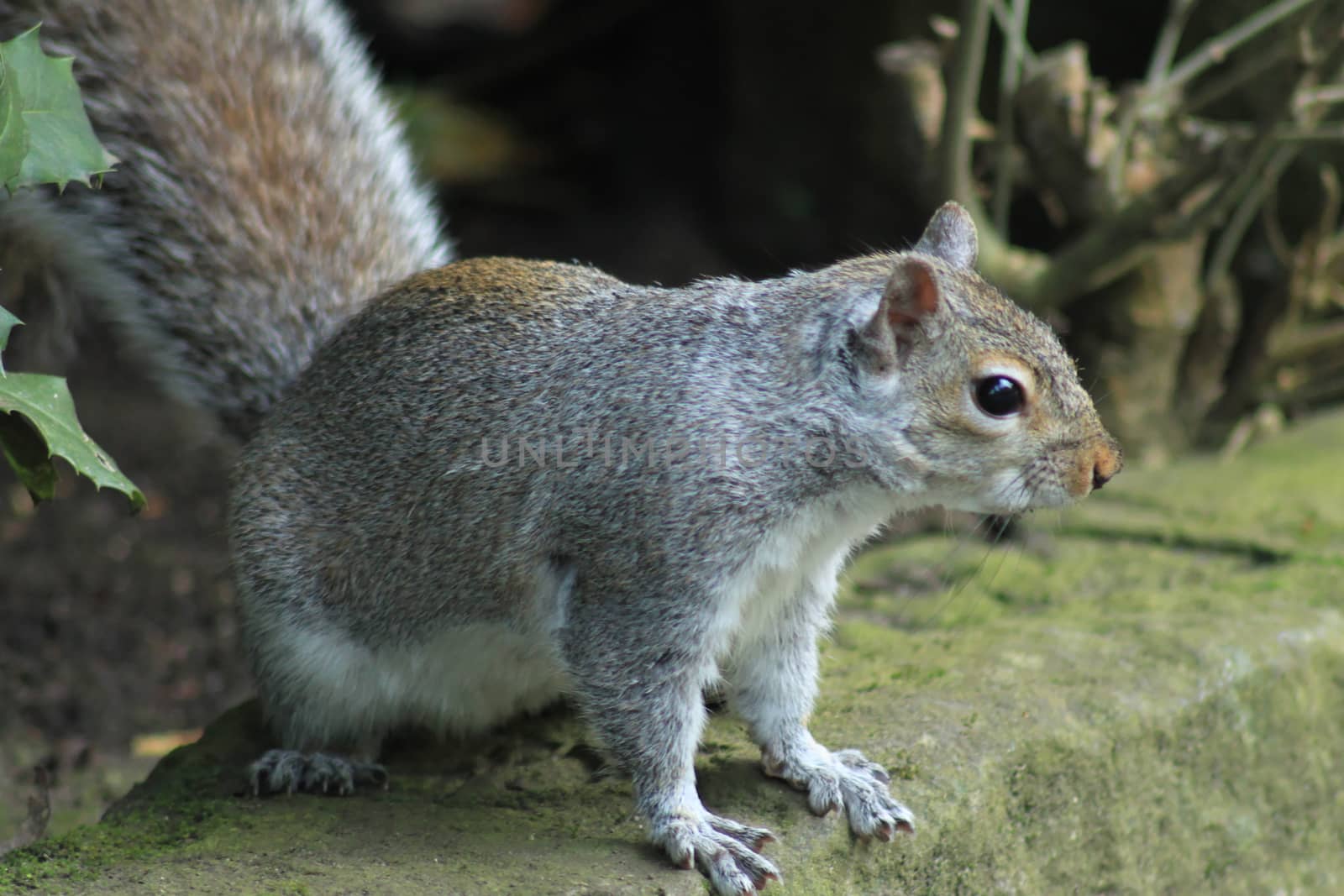 Squirrel on the curb by Kasia_Lawrynowicz