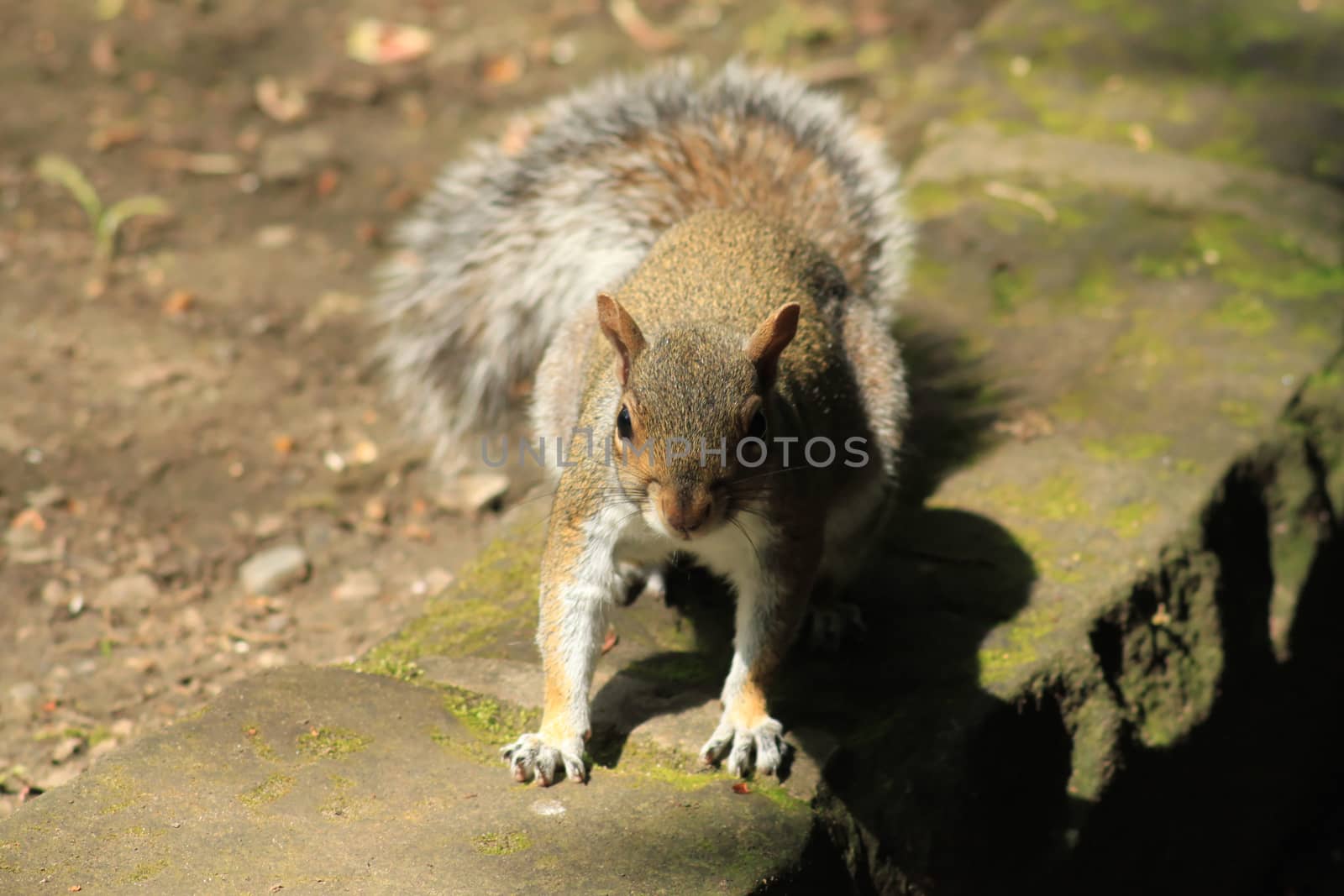 Squirrel on the curb by Kasia_Lawrynowicz