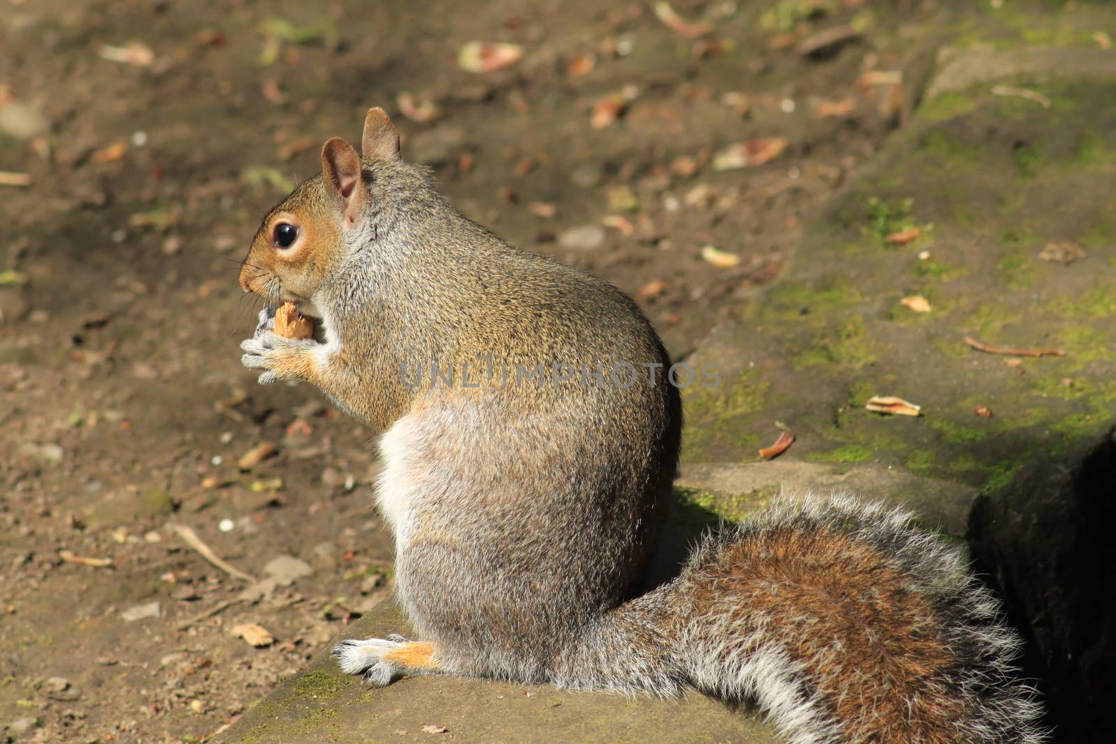 Squirrel on the curb by Kasia_Lawrynowicz