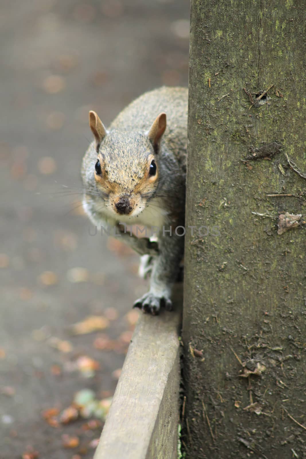 Squirrel on the curb by Kasia_Lawrynowicz