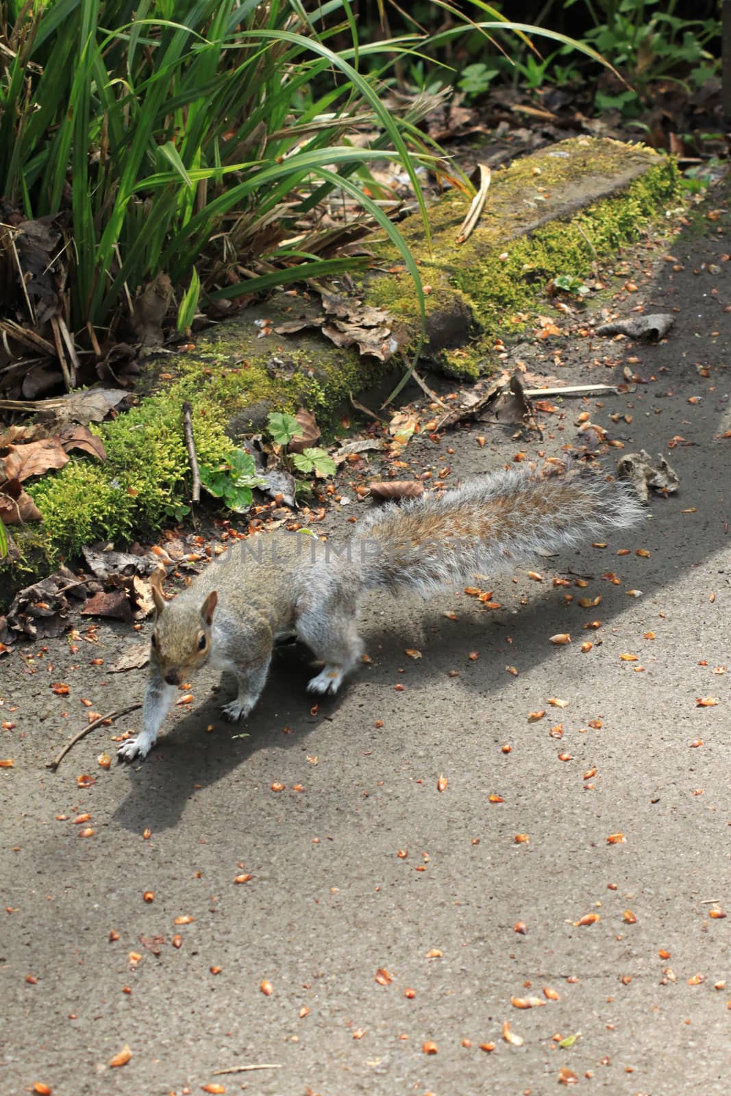 Running squirrel by Kasia_Lawrynowicz