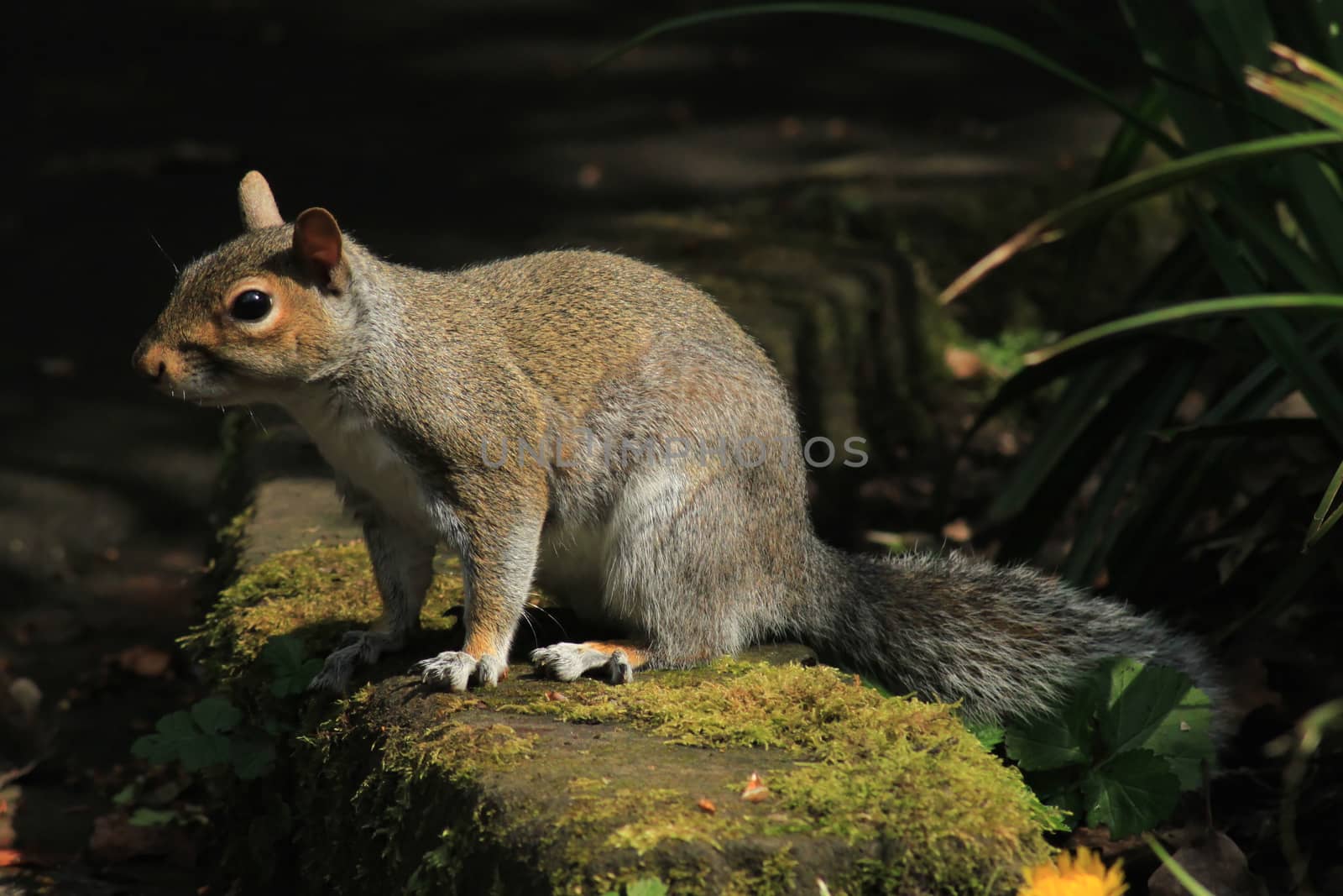 Squirrel on the curb by Kasia_Lawrynowicz